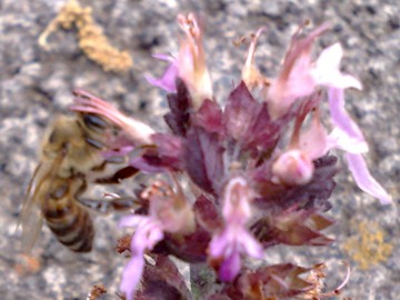 Una Lamiacea a cuscino - Teucrium chamaedrys